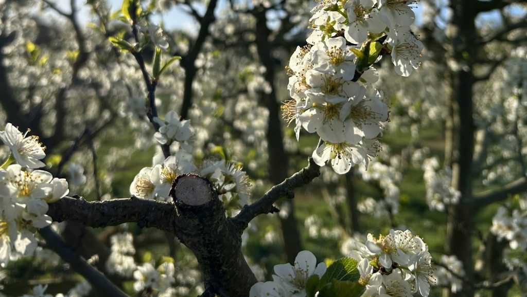 Die blühenden Bäume bescheren bildschöne Blickfänge - und Heuschnupfen. (Bild: Marie Gönnenwein)