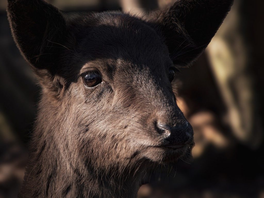 Brachland Hirsch mit großen Augen (Bild: jimmykphotos / Pixabay)