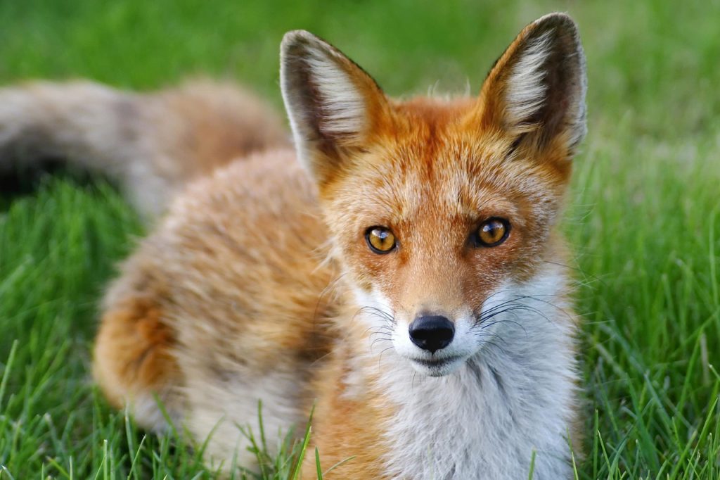 Auch Tiere, wie dieser Fuchs, genießen den Sommer. (Bild: Andrey_and_Olesya / pixabay)