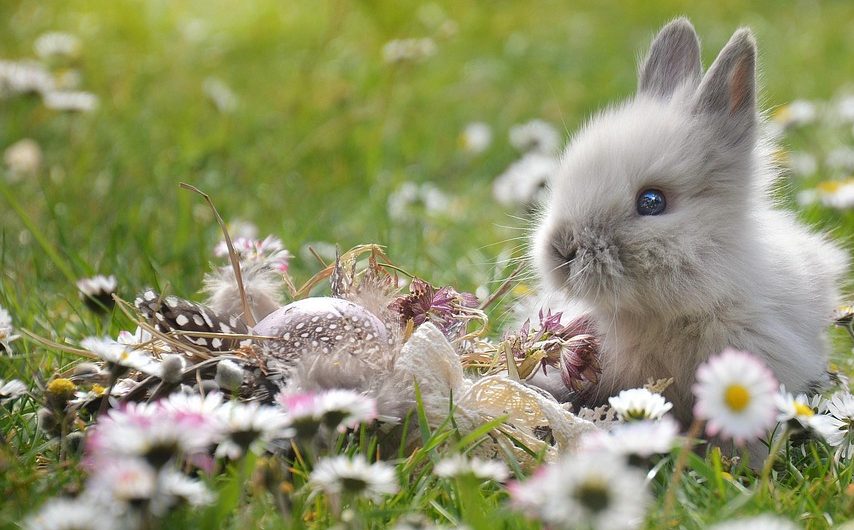 Hase hoppelt. (Bild: castleguard / Pixabay)