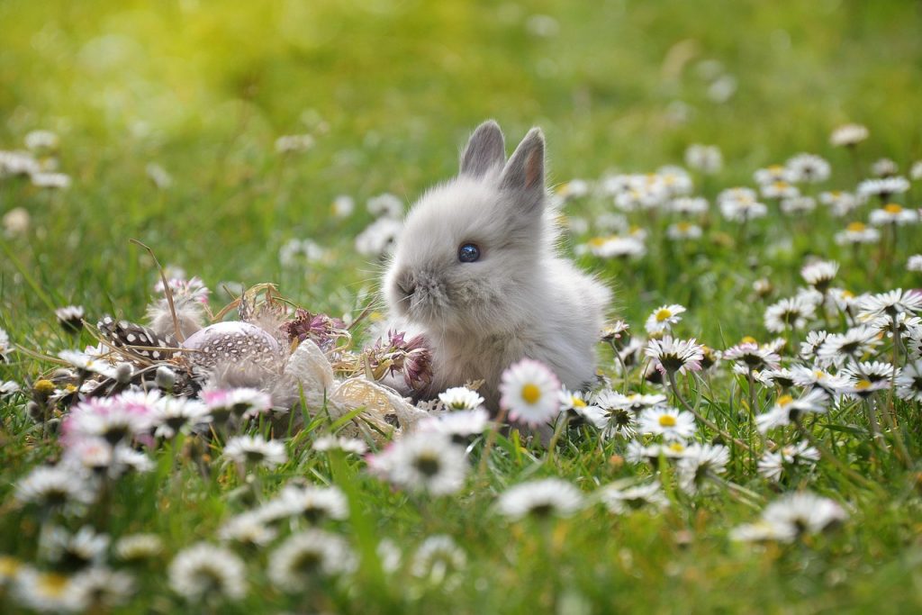 Ein schöner Hase ist auch was Schönes. (Bild: castleguard / Pixabay)
