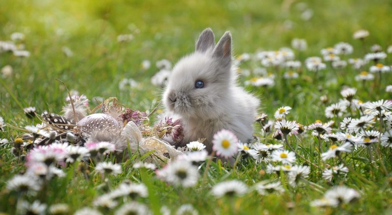 Ein schöner Hase ist auch was Schönes. (Bild: castleguard / Pixabay)