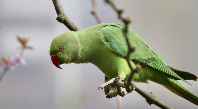 Grüner Papagei sitzt auf Ast, ist glaube ich ein Halsbandsittich (Bild: Nennieinszweidrei / Pixabay)
