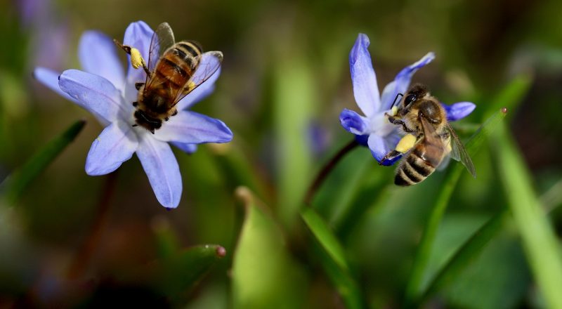 Bienen sitzen auf einer Blüte (Foto: Nennieinszweidrei/pixabay)