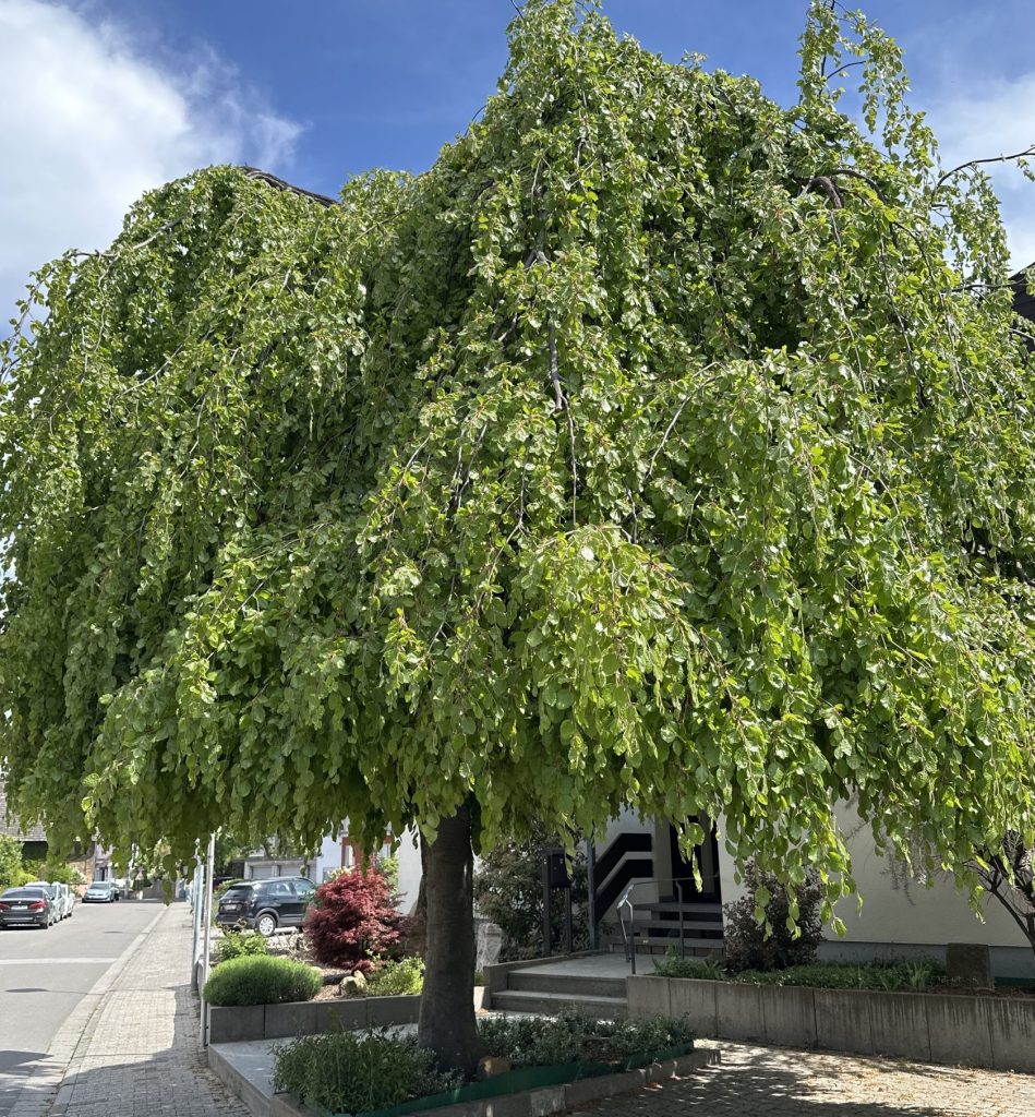 Ein wunderschöner Baum. (Bild: Michael Bayer)