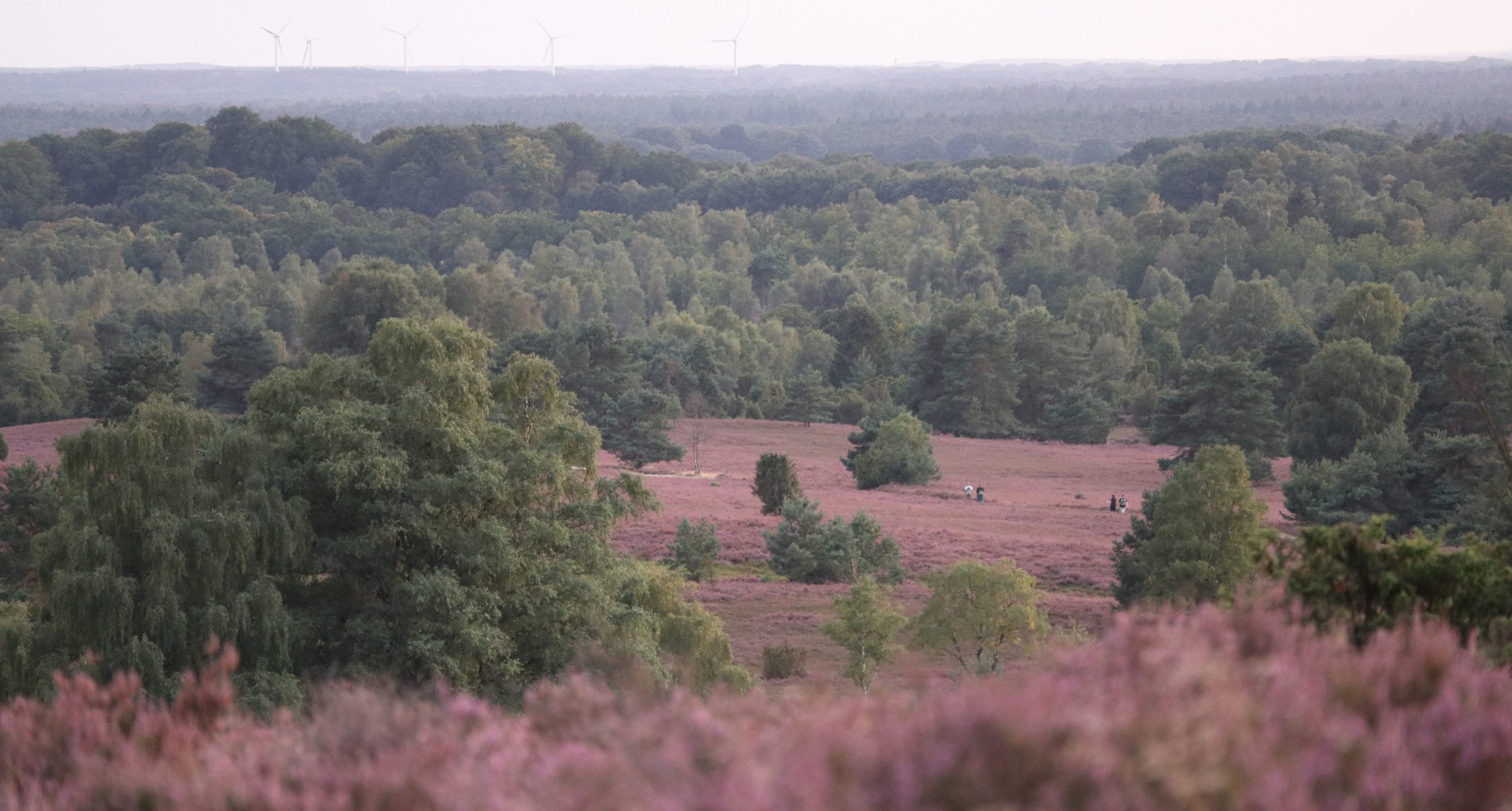 Die Lüneburger Heide am Abend. (Bild: Martha Lippert)