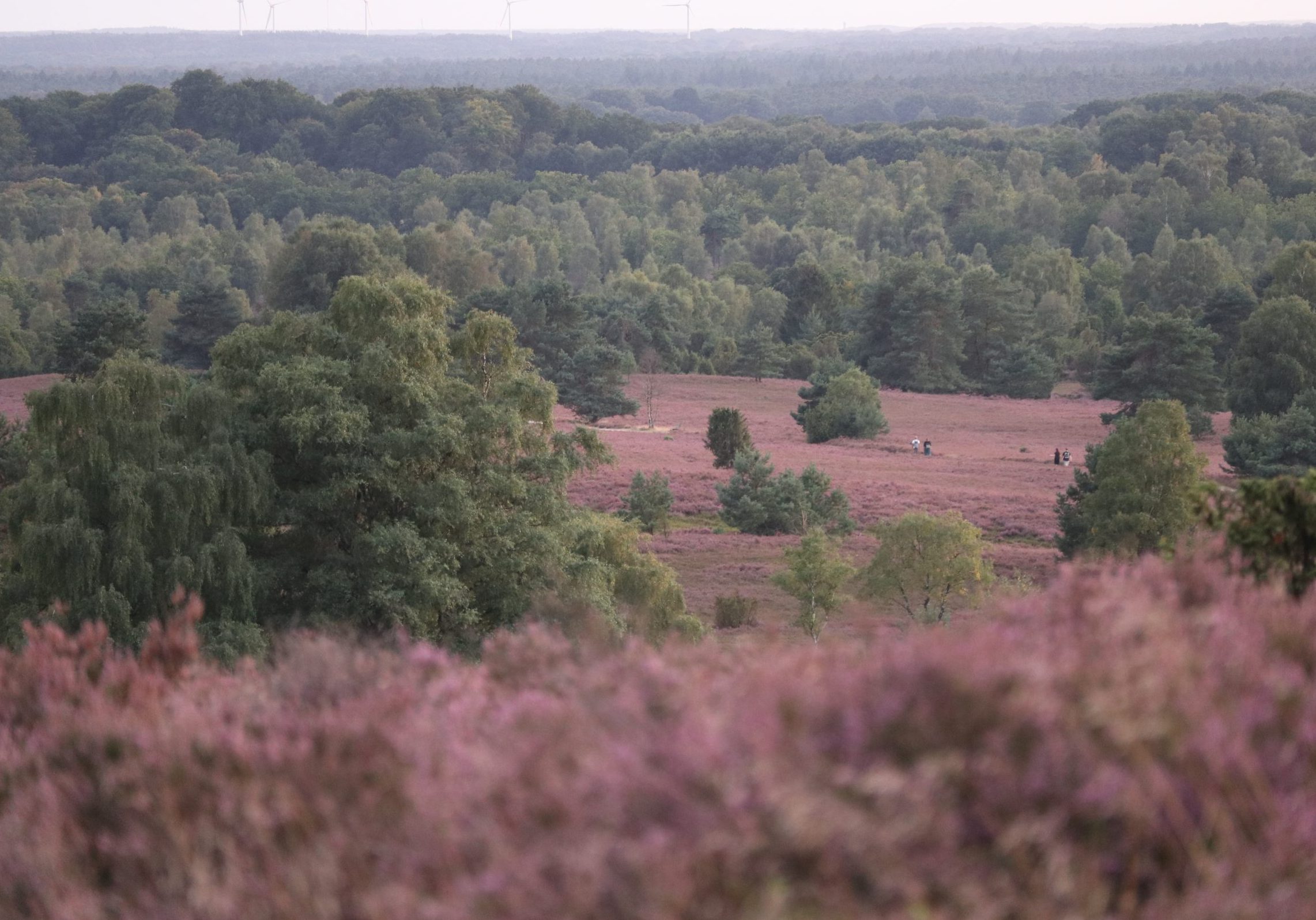 Die Lüneburger Heide am Abend. (Bild: Martha Lippert)
