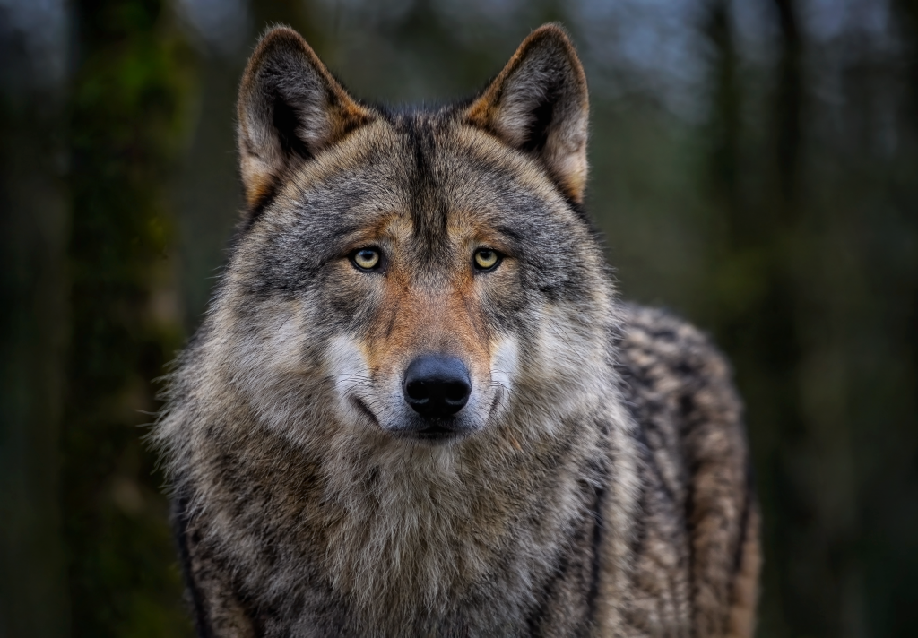 Der große Konflikt des Krimis ist die Jagt auf Wölfe (Bild: ambquinn/pixabay)