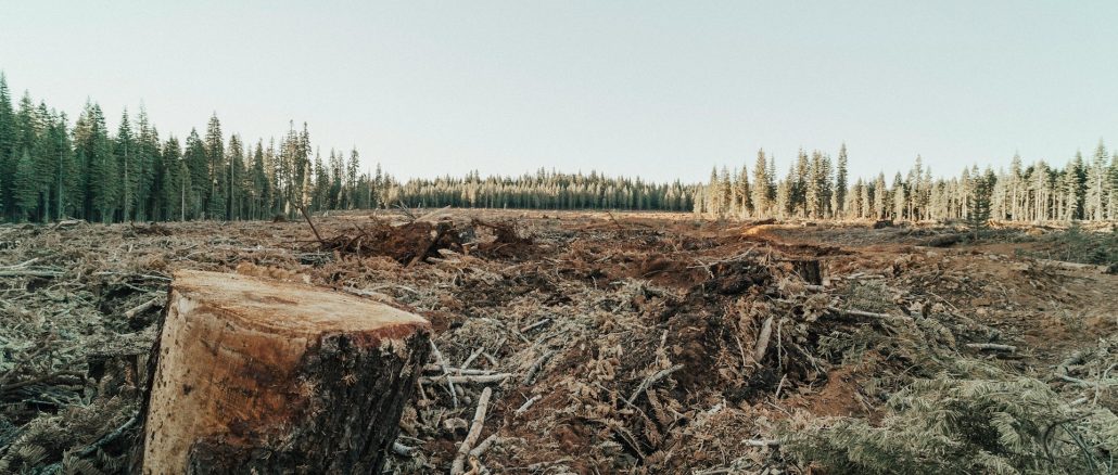 Foto: Roya Ann Miller/Unsplash