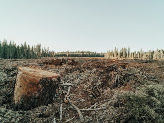 Foto: Roya Ann Miller/Unsplash