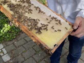 Eine Person hält eine Bienenwabe in der Hand, auf der Bienen krabbeln.